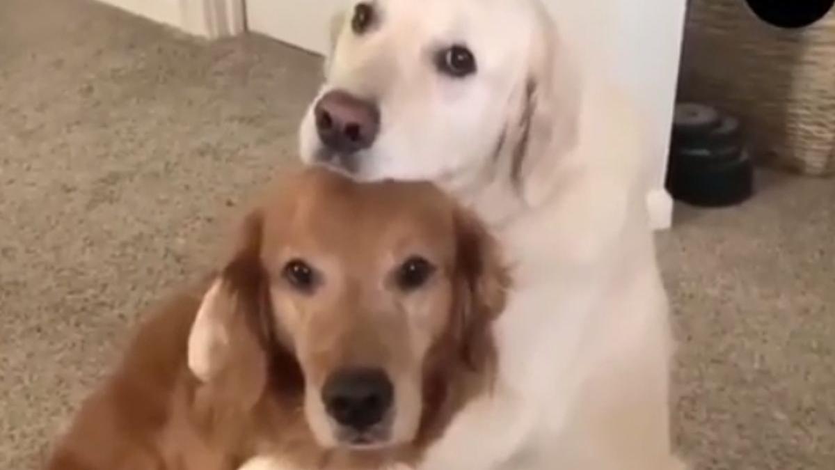 cum si a cerut iertare un golden retriver de la prietenul sau dupa ce i a mancat toata mancarea