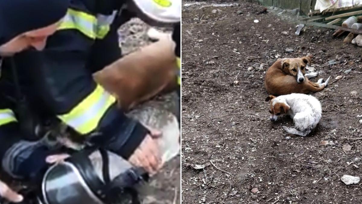 doi caini pisica readusi la viata pompieri odobesti