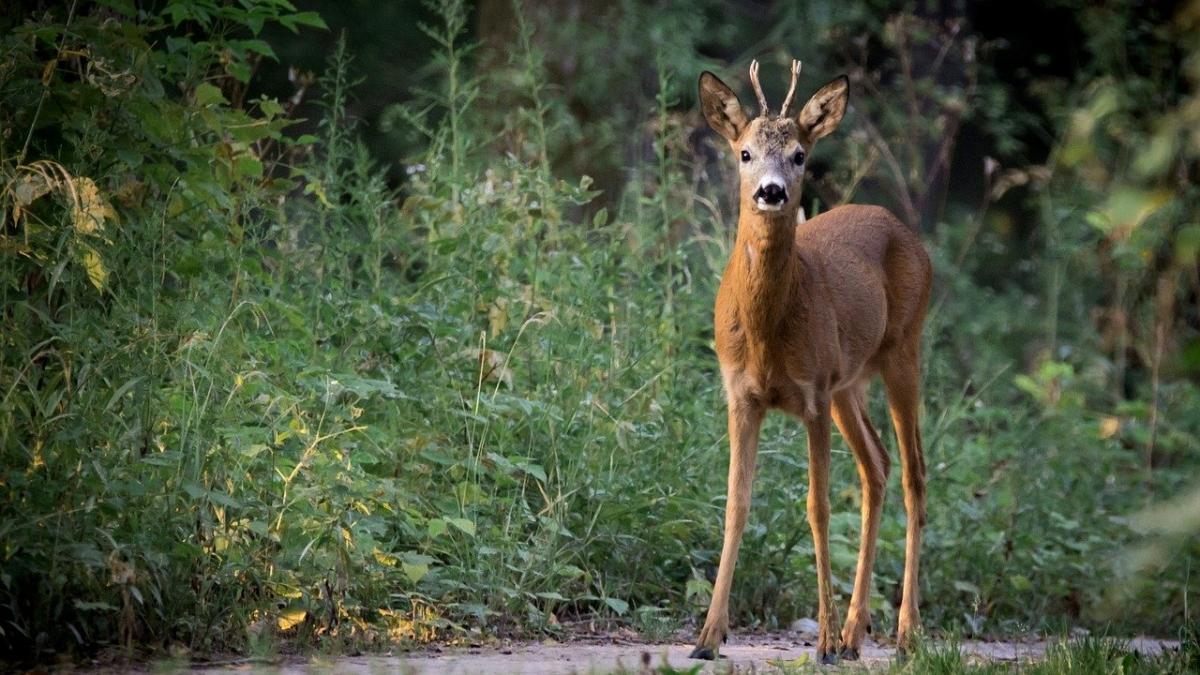 mai multe caprioare otravite au fost gasite pe un fond de vanatoare din olt
