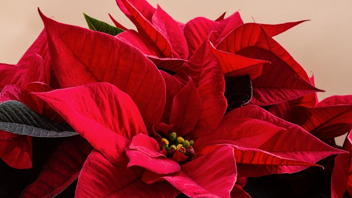 numai de bine cum putem pastra si ingriji craciunita astfel incat sa infloreasca si iarna urmatoare