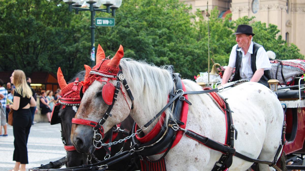 orasul din romania unde locuitorii pot merge gratis intr o excursie la praga tot ce trebuie sa faca