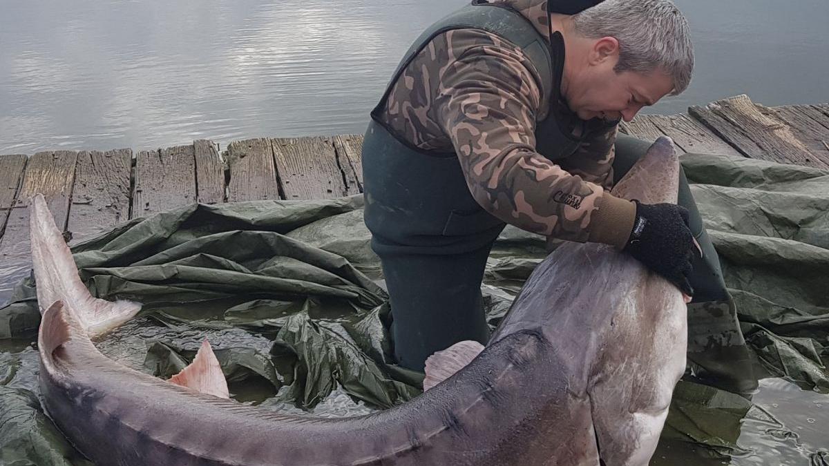 povestea monstrului lacul sarulesti salvat pescar