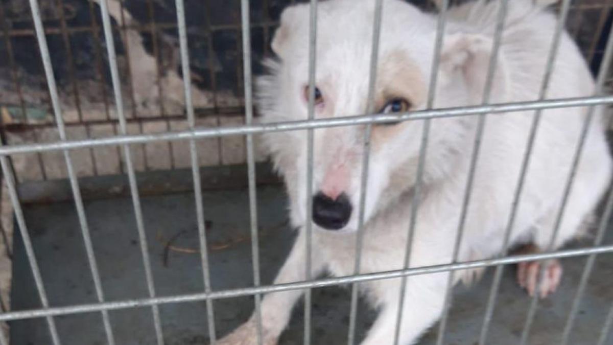 clujean prins ca si a violat cainele animalul era torturat de luni bune autoritatile au ajuns la