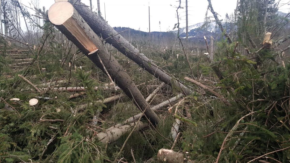 a fost prapad la cheia fenomenul bizar care a pus la pamant hectare intregi de padure galerie foto