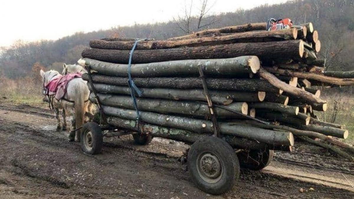tragedie in alba un barbat a murit intr o padure dupa ce o bucata de lemn dintr un copac i a cazut