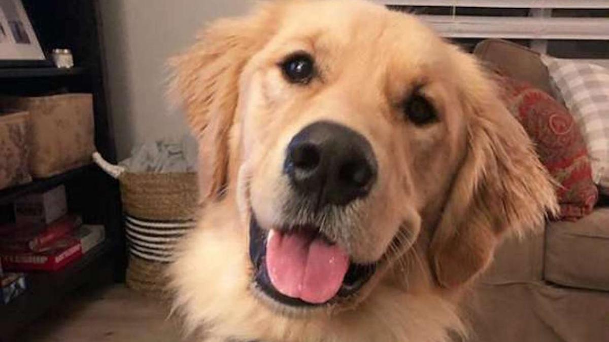 il vedeau pe cainele lor ca sta in mijlocul strazii si asteapta cuminte au decis intr o zi sa il