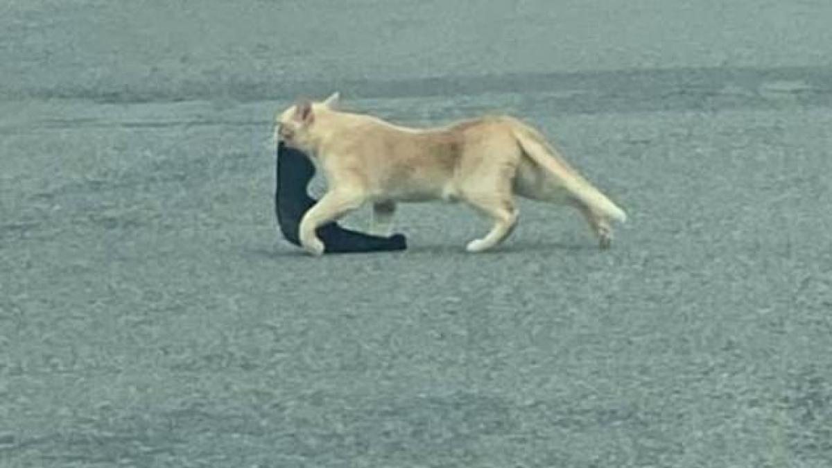 jasper o pisica birmaneza a semanat panica in tot cartierul smechera felina fura tot ce prindea