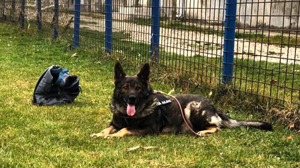 petitie online aldo caine politist ialomita