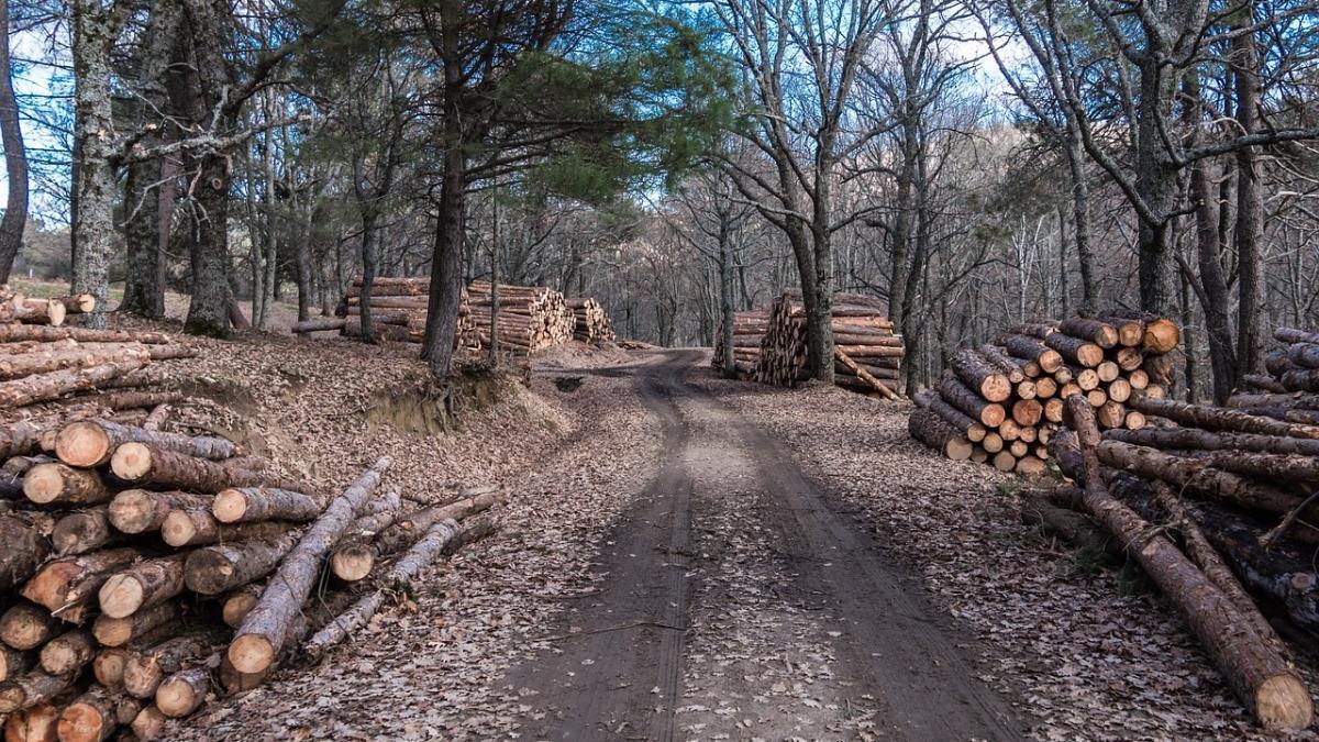 comisia europeana avertisment romania defrisari ilegale