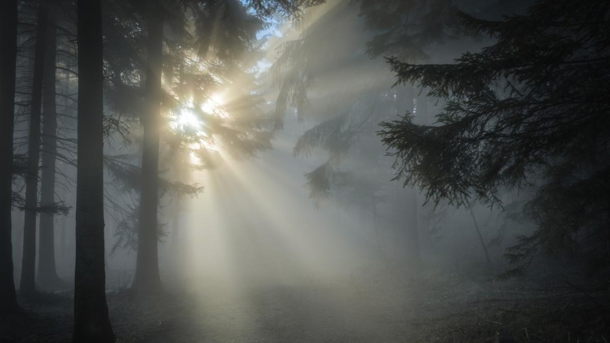 diicot ancheteaza in sfarsit jaful din padurile romaniei