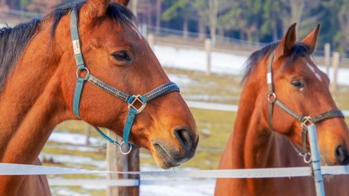 sapte cai au murit intr un incendiu la adapost de animale de langa pitesti