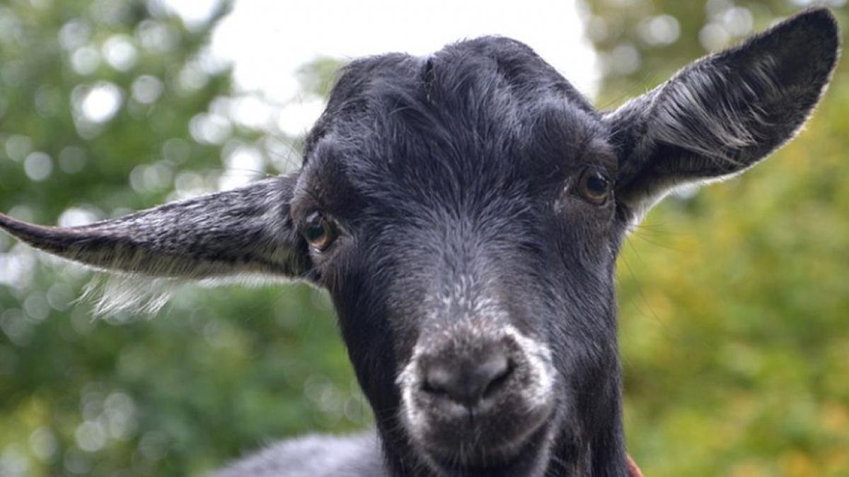 ciocarlia si capra neagra protejate prin lege nu vor mai putea fi vanate