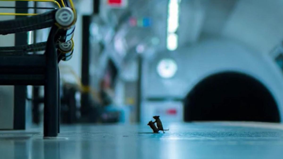 incaierarea soarecilor fotografia anului in uk