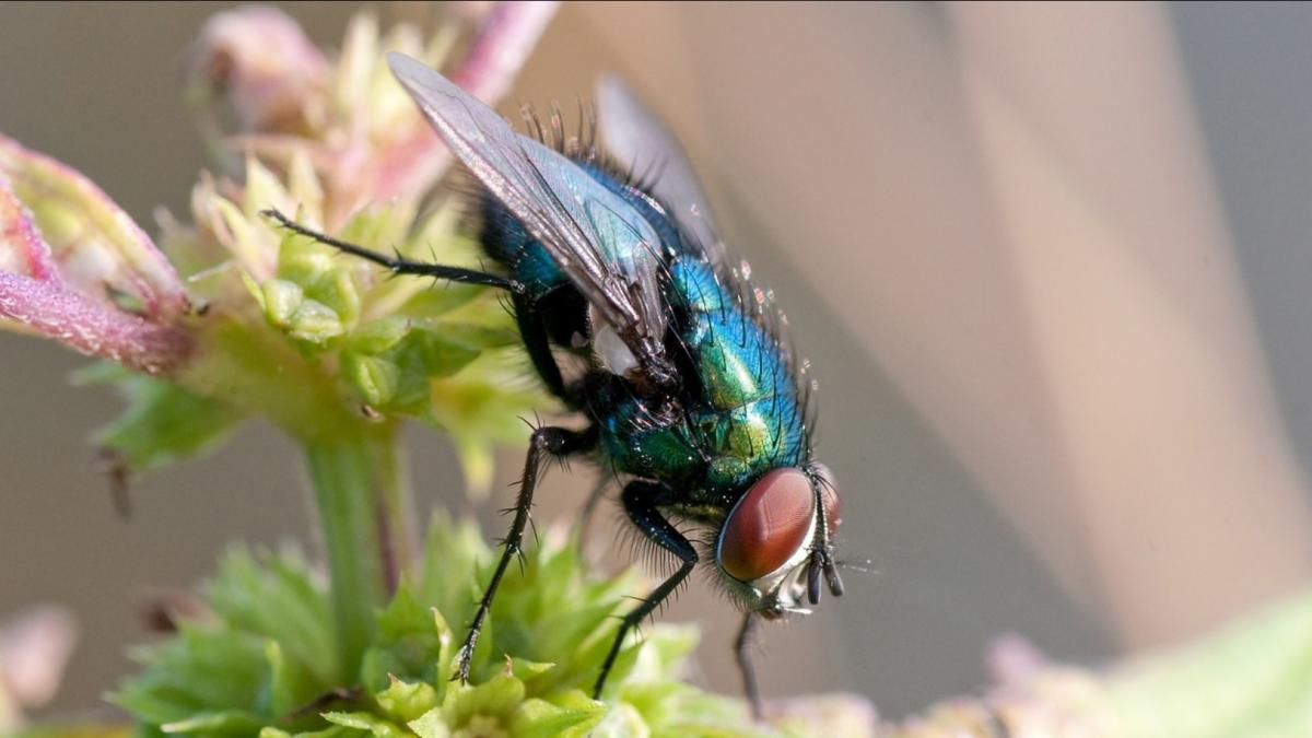 putini romani stiu asta de unde vine expresia rea de musca