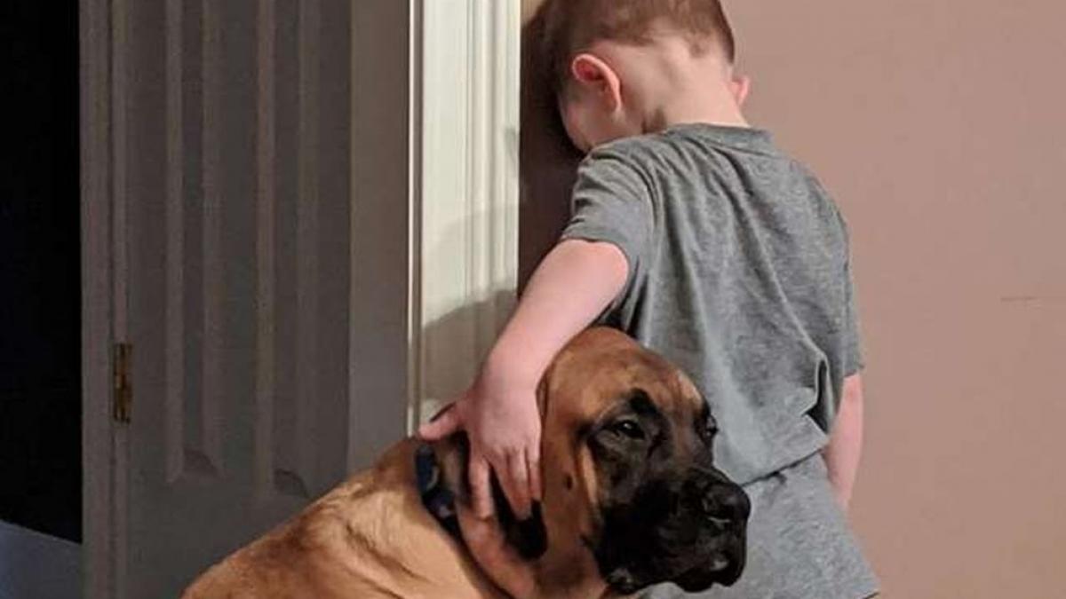 baietelul fusese pedepsit si trimis la colt de catre parinti dar ce a facut cainele familiei a