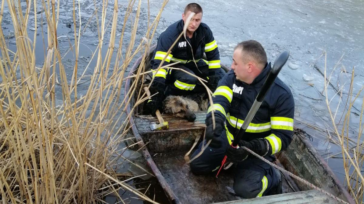 caine salvat pompieri lac inghetat cisnadie