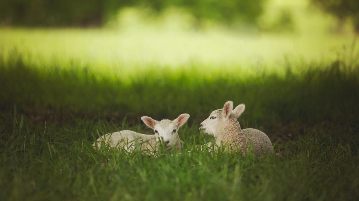 si a riscat viata pentru a salva sute de miei luati de ape in timpul furtunii dennis