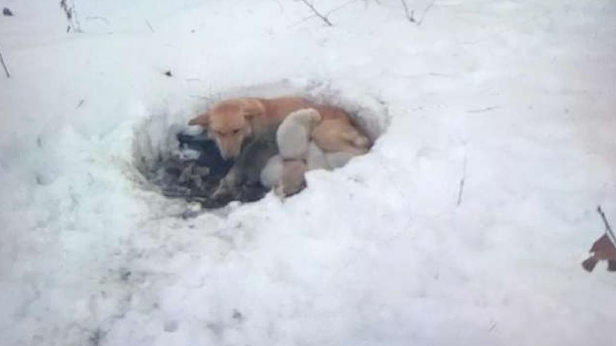 gest incredibil facut de o catelusa pentru puii sai a incercat sa i protejeze cum numai o mama stie