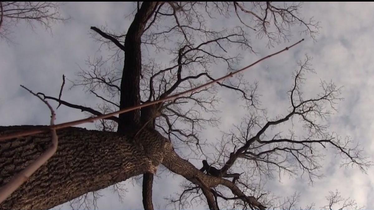 codrii seculari ai iasiului sunt pusi la pamant cu drujbele ecologistii se tem ca pasarile si