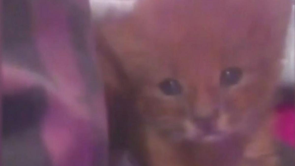 gasise cativa pui de pisica abandonati si a decis sa i aduca acasa din pacate doar unul a