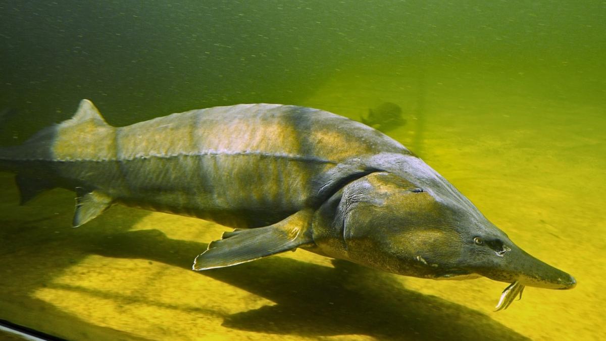 agricool masuri de la bruxelles pentru salvarea sturionului