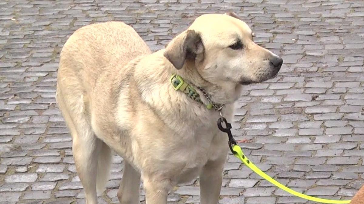 ce s a intamplat cu cainii cristinei topescu dupa moartea jurnalistei