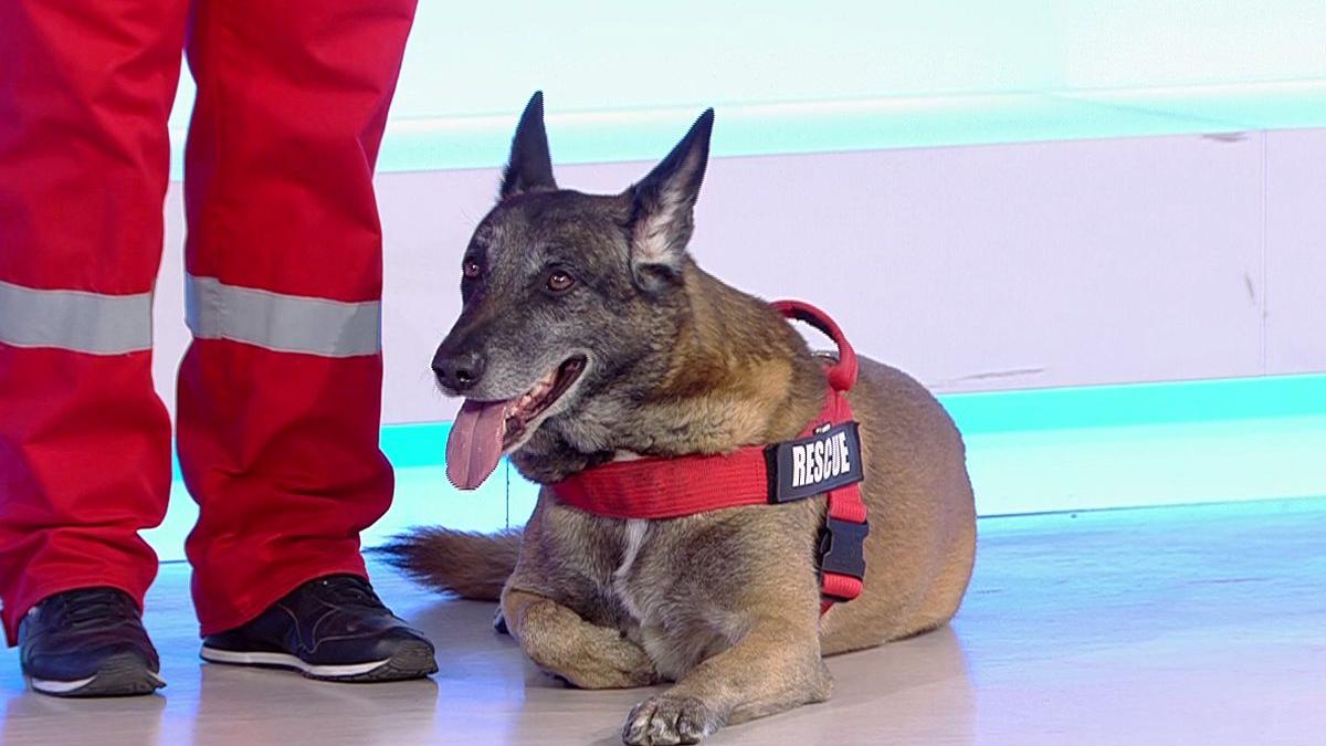 demonstratie de cautare salvare in platoul antena 3 catelul taz campion mondial gaseste persoanele