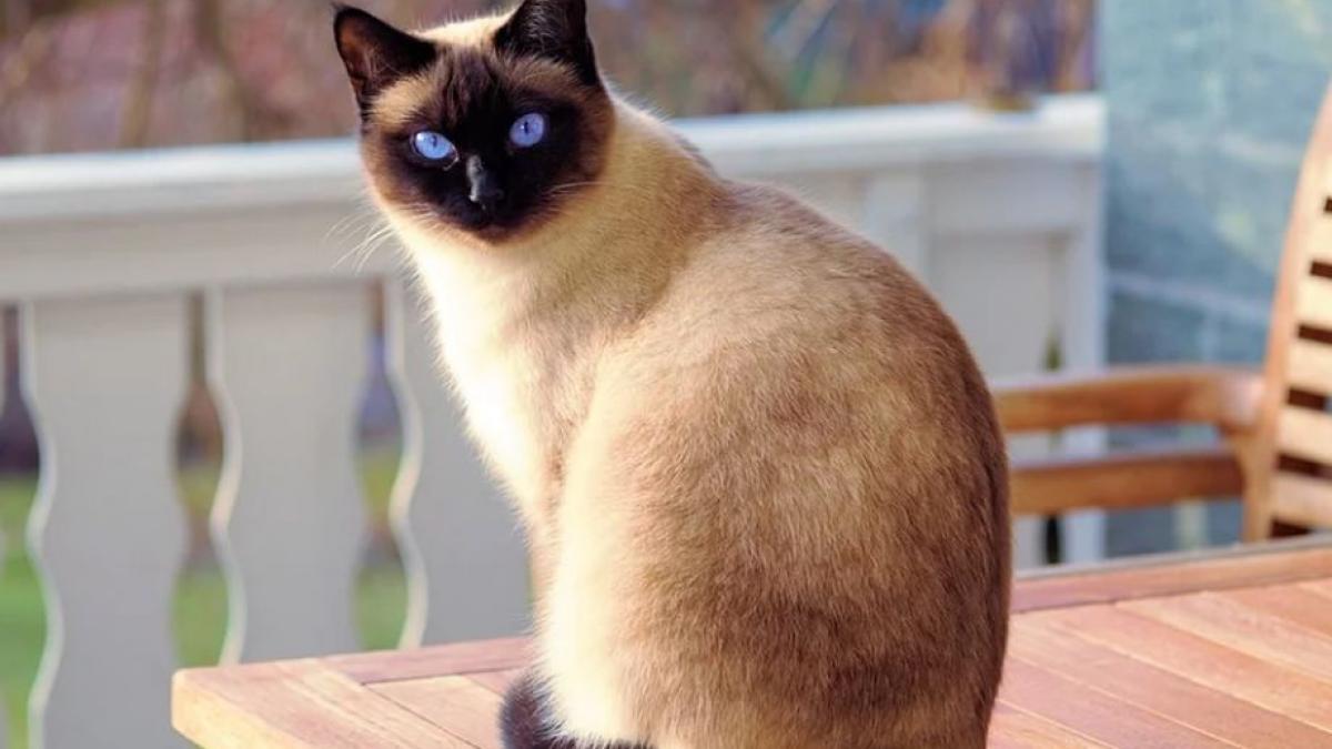 orasul din lume unde o pisica a devenit candidat la alegerile municipale