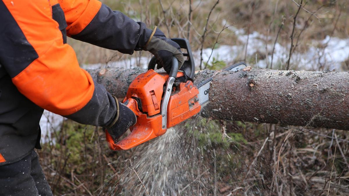 padure fieni dambovita copac cazut