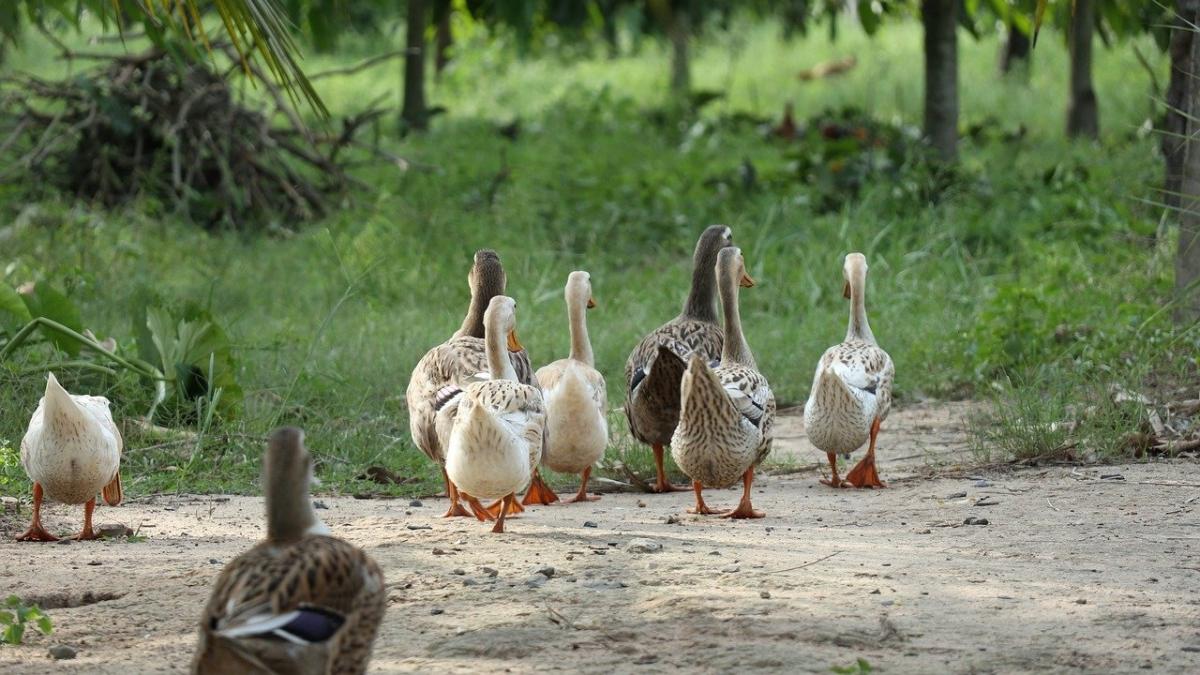 armata de rate a chinei se retrage