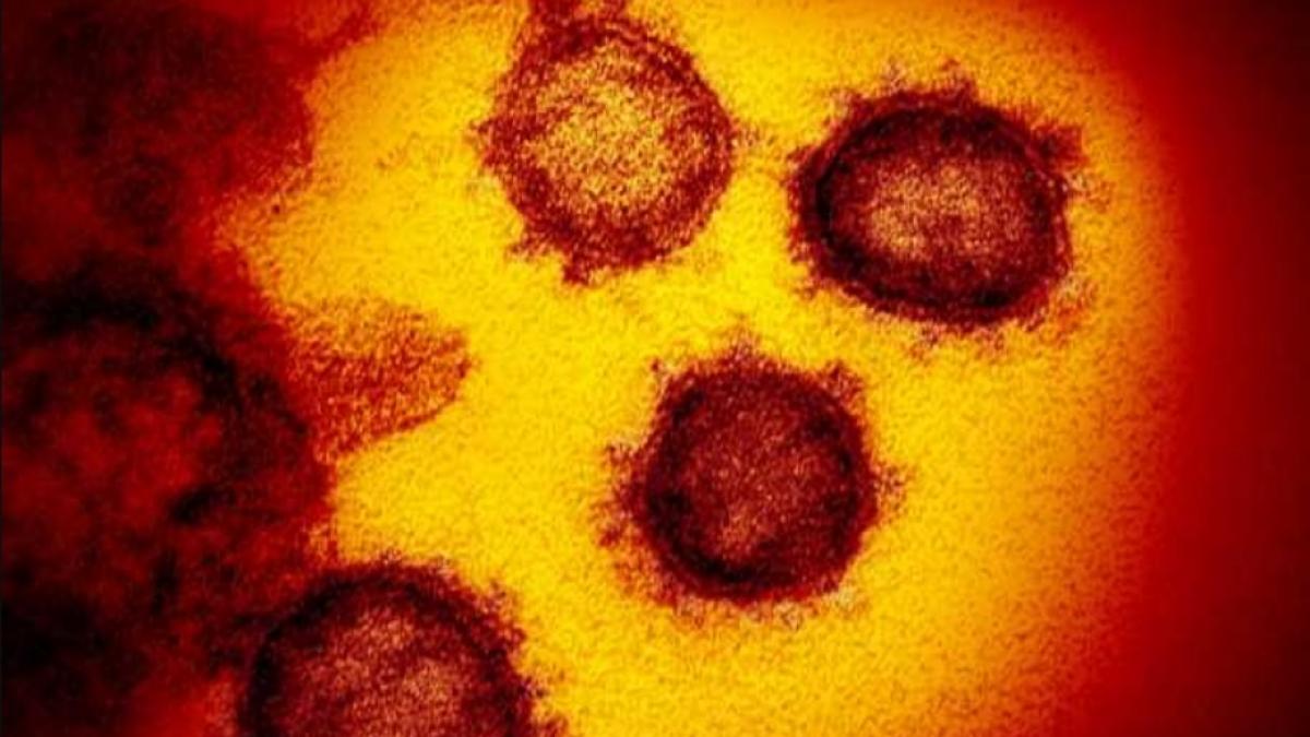 coronavirus china microscop