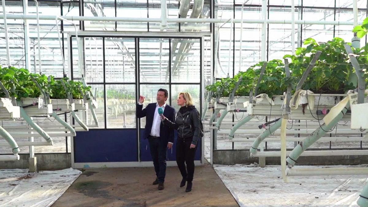 agricool a vizitat o ferma belgiana de capsuni unde muncesc zeci de romani