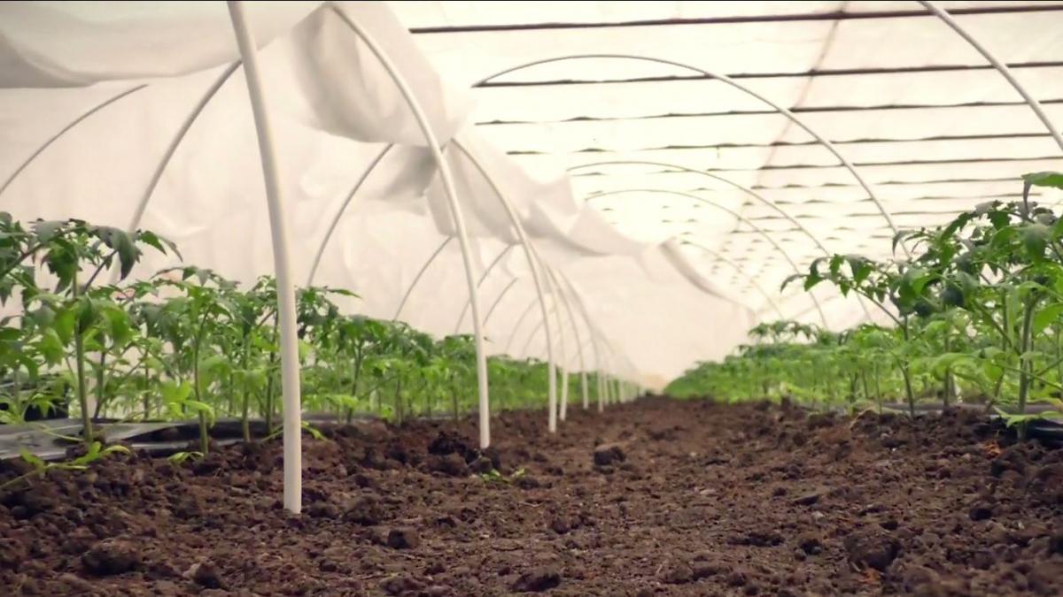 agricool povestea legumicultorilor din izbiceni care se zbat sa produca rosii prin programul tomata
