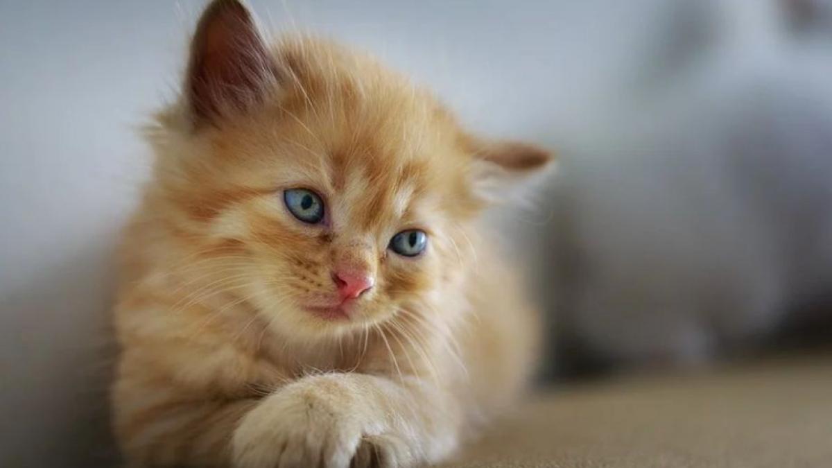 numai de bine ingrijirea unui pui de pisica abandonat