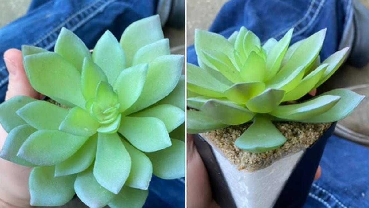 planta suculenta plastic