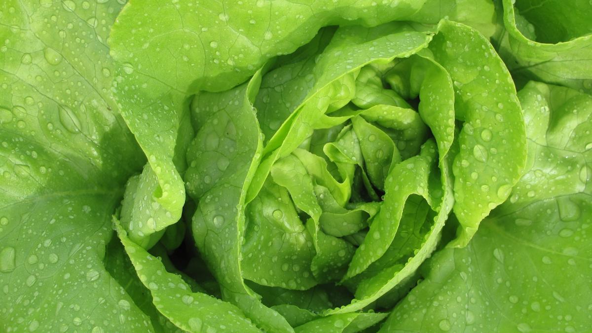 astronauti nasa salata spatiu