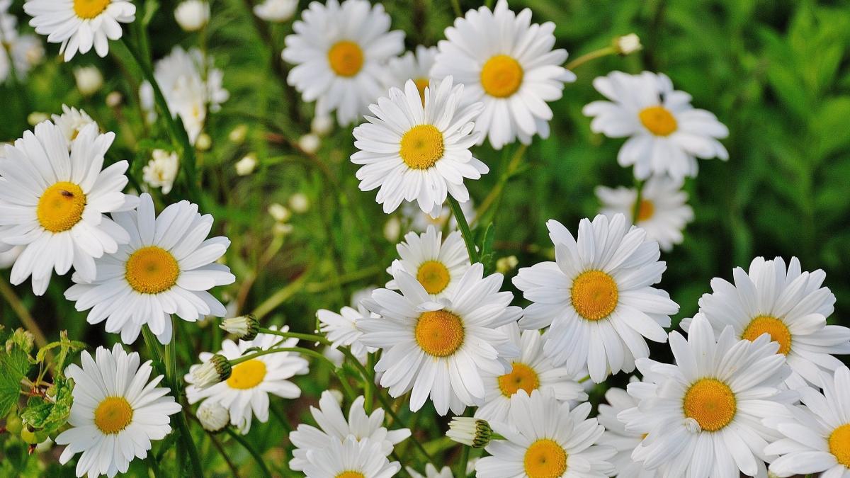 mesaje 8 martie cele mai frumoase mesaje pentru mame