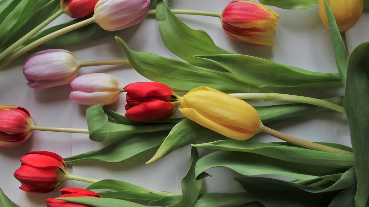 horoscop luna martie 2020 zodiile care au o luna perfecta