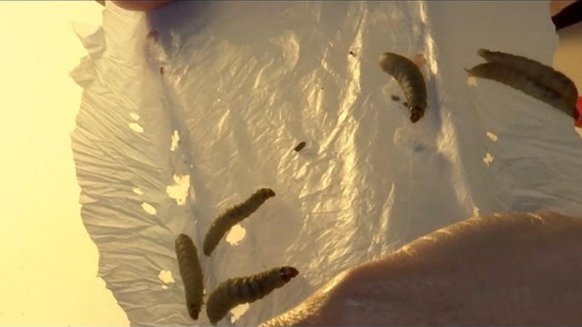 omida poluare deseuri