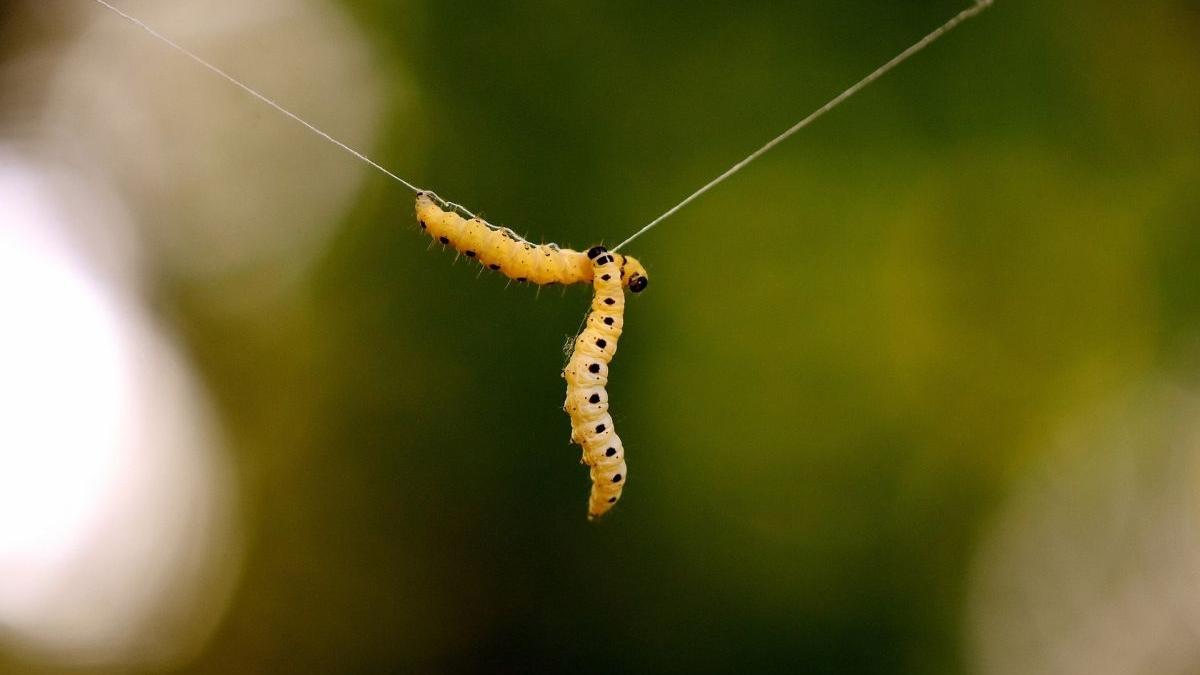 omida vierme de ceara poluare plastic