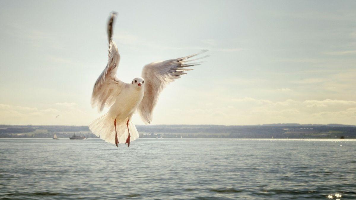 tulpina gripa aviara filipine