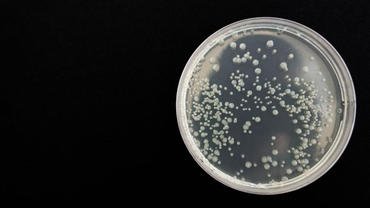 vindecare coronavirus anticorpi reinfectare