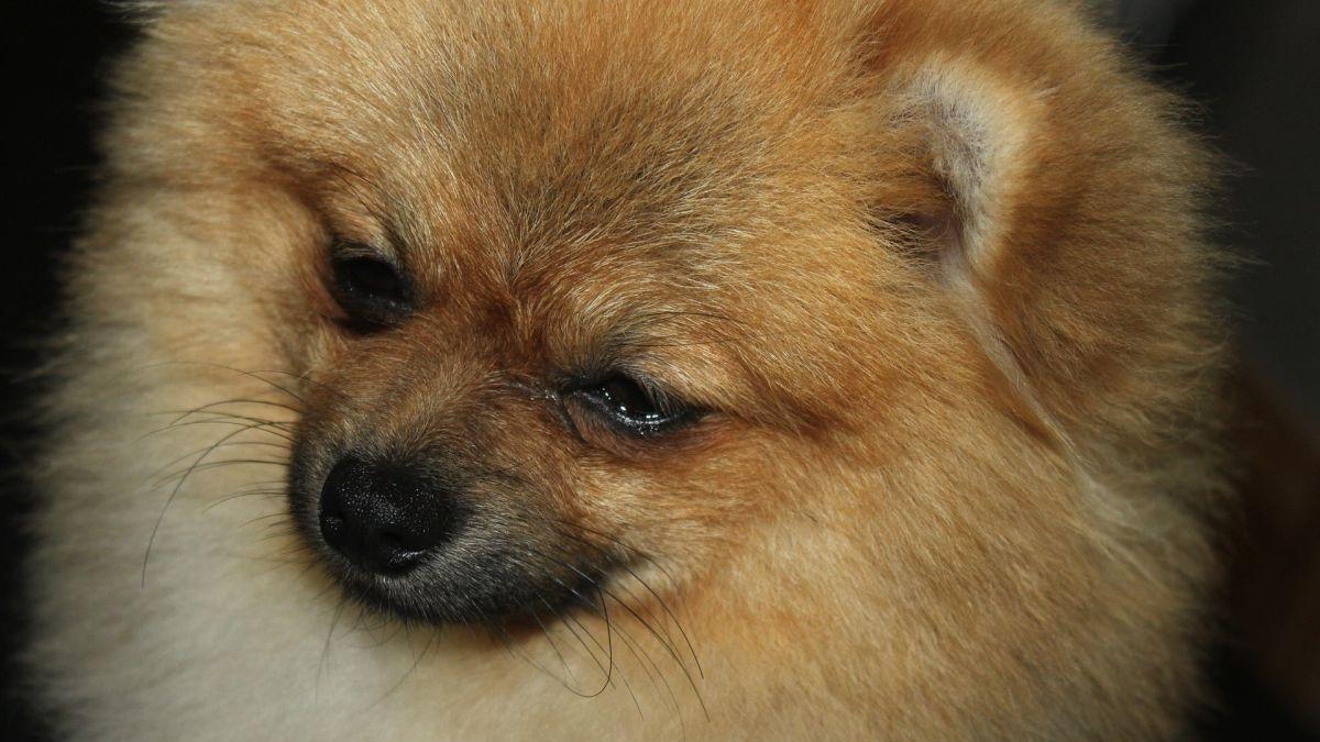 caine confirmat coronavirus a murit