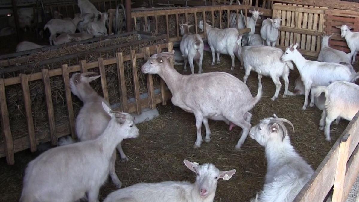 covid 19 ar putea duce la inchiderea unor ferme din tara