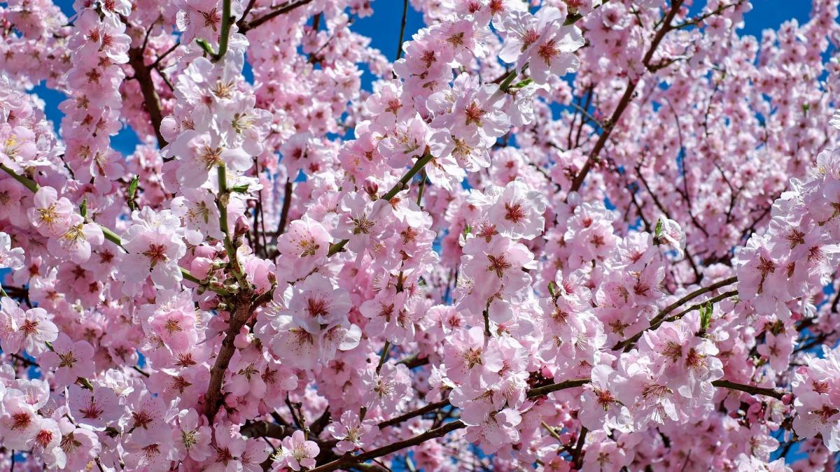 vremea cum va fi vremea in urmatoarele doua saptamani