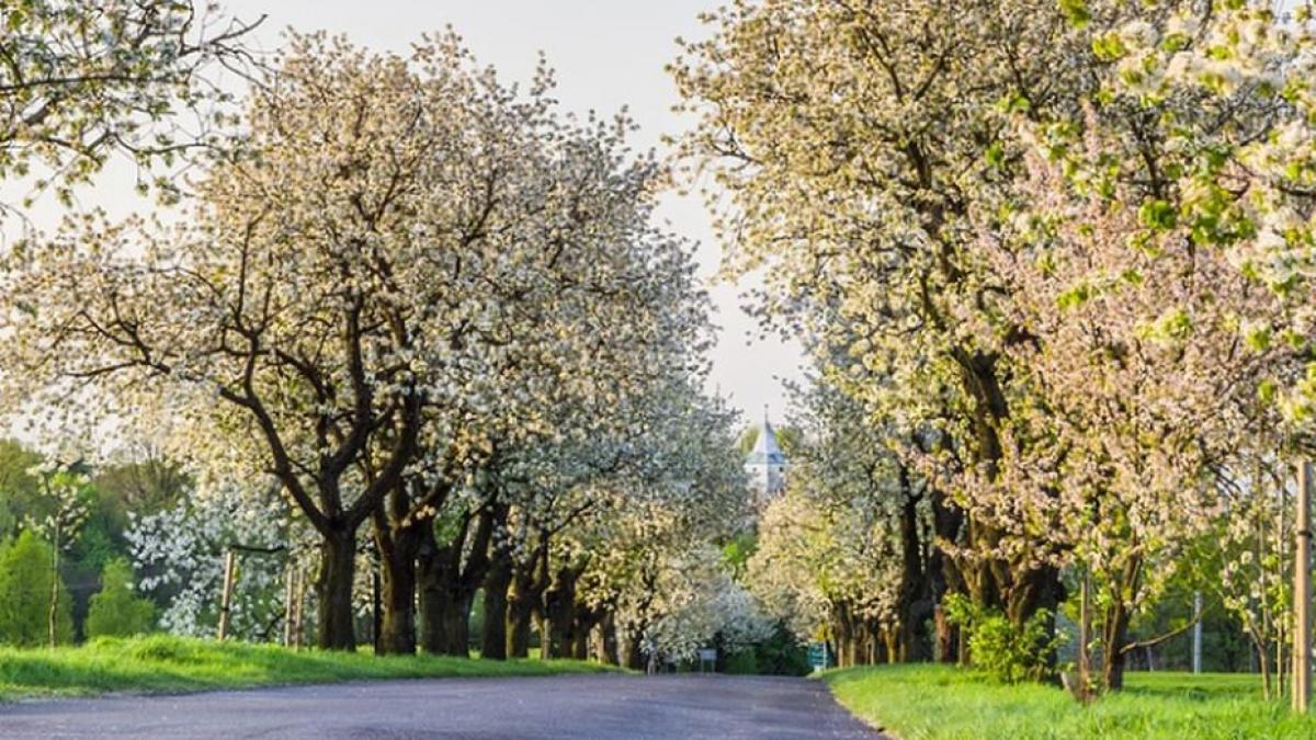 ordonanta reguli coronavirus orase pustii