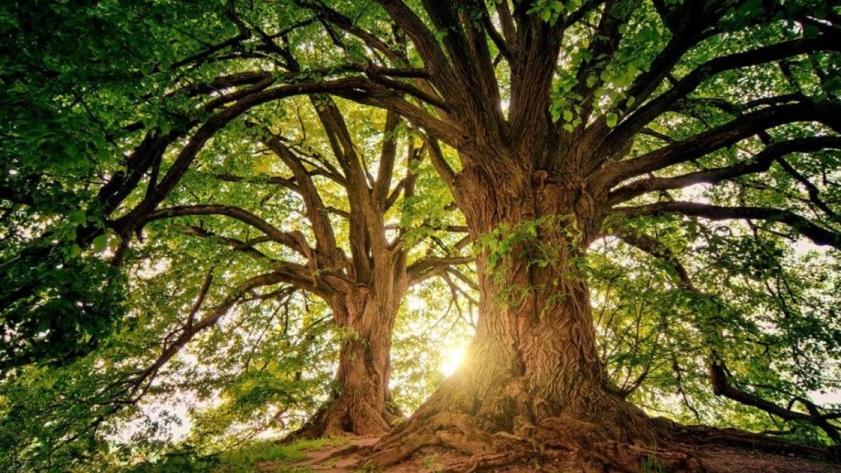 prognoza meteo trei zile