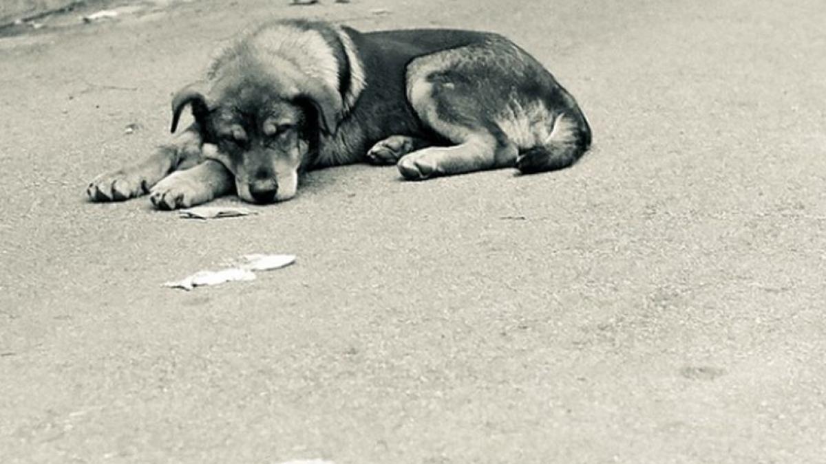 china coronavirus piete caini lilieci pisici