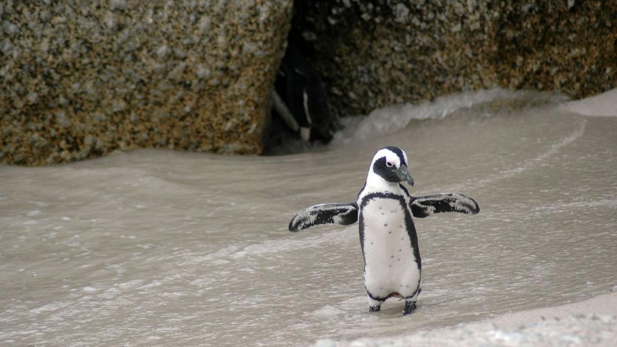 un pinguin aflat in carantina a mers in vizita la balene