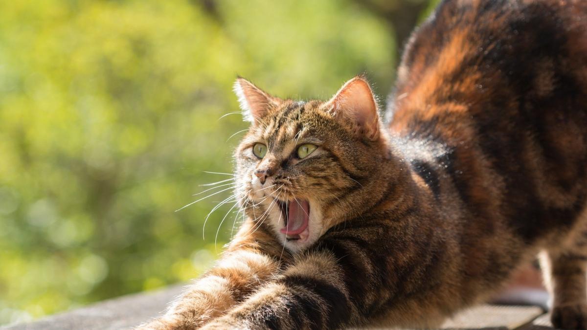 primul oras din china care a interzis consumul de carne de pisica si caine decizia a fost luata in